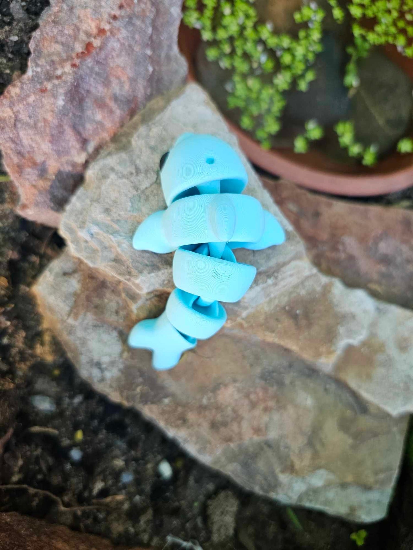 Mini Dolphin
