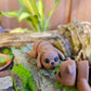 Mini Baby Bear