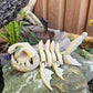 Skeleton Angler Fish