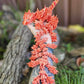 Fire Phoenix