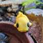Baby Catfish