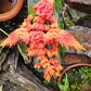 Baby Fire Phoenix