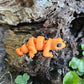 Mini Lizard