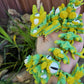 Infested Dragon