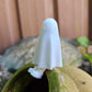 Mini Ghost