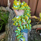 Infested Dragon