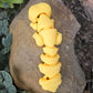 Gecko