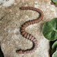 Mini Snake
