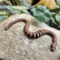 Mini Snake